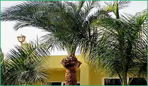 How To Get Rid Of Palm Rats In Florida