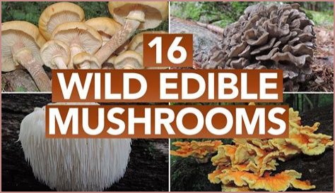 What Mushrooms Are Edible In Georgia